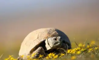 Черепахи под защитой: Казахстан ставит точку!