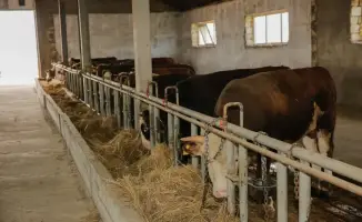 Объем производства сельскохозяйственной продукции в Атырауской области 1168 млрд тенге в 2025 году