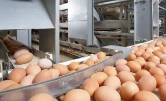 Временный запрет на ввоз куриных яиц в Казахстан: последствия для международной торговли