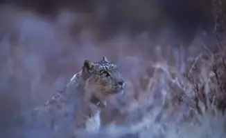 В национальном парке "Алтын-Эмель" установлен GPS-ошейник на снежного барса для исследования миграции