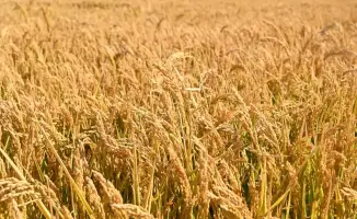 Аграрии Кызылординской области переходят на новые культуры и внедряют инновации в сельском хозяйстве