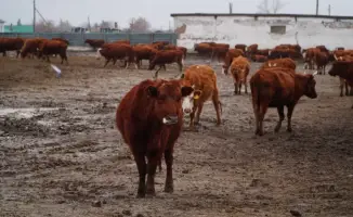 Создание агропромышленного мясного кластера в Ерейментауском районе