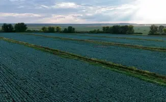 Казахстан собрал рекордные 2,9 млн тонн картофеля