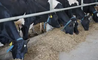 Казахстан усиливает производство молока и мяса птицы