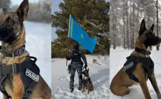 Раскрытие 28 преступлений служебными собаками в Абай