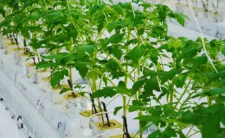 Тепличный комплекс в Туркестанской области производительность 27000 тонн овощей в год