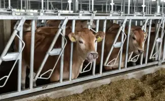 Стартует реализация Комплексного плана развития животноводства: 200 млрд тенге на поддержку отрасли