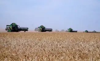 Рекордный сбор зерна в Акмолинской области более 7.6 миллионов тонн