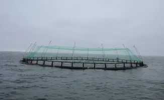 Актау запускает проект по выращиванию морского лосося