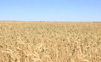 Золотые поля Карагандинской области: урожайный год для аграриев