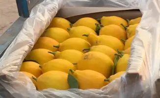 Лимонный урожай: 200 тонн из теплицы в Сарыагаше!