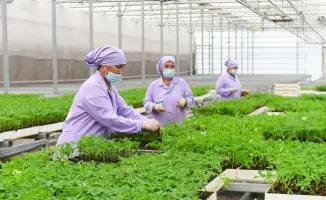 Развитие аграрного сектора Туркестанской области новые технологии переработка хлопка рекордные урожаи