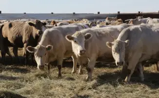 Подготовка к зимовке скота в Карагандинской области завершена