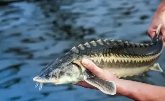 Снижение порога для инвестиционных субсидий в аквакультуре: новые возможности для рыбного хозяйства