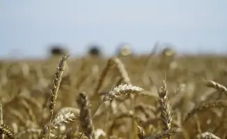 Дополнительные 7 млрд тенге на поддержку экспорта зерна в Казахстане