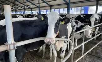 Рост молочного производства на 9,4% в Костанайской области: как 20 миллиардов тенге изменили животноводство