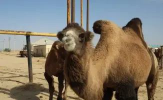 Сельскохозяйственный урожай Мангистау: 38 миллиардов тенге на пути к новым инвестициям