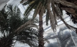 Алматы: пальмы в ледяном плену и оранжерея, как забытый рай под снегом