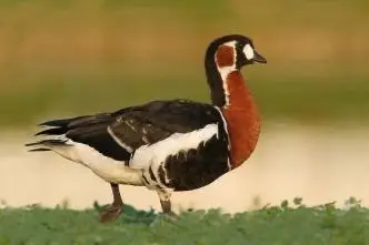 В Центральном парке Караганды появится открытый бассейн и музыкально-огненный фонтан (4)