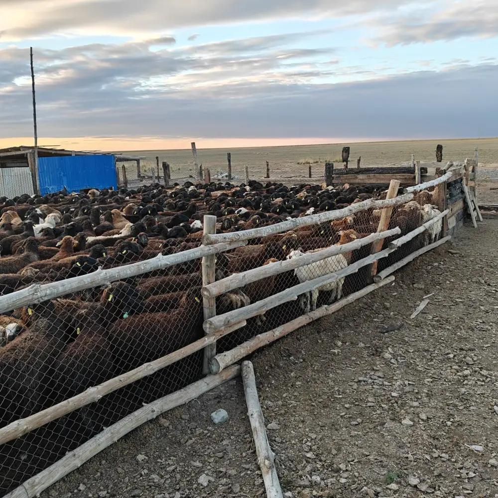 В Аксуатском районе ведется строительство нескольких объектов предпринимательства (4)