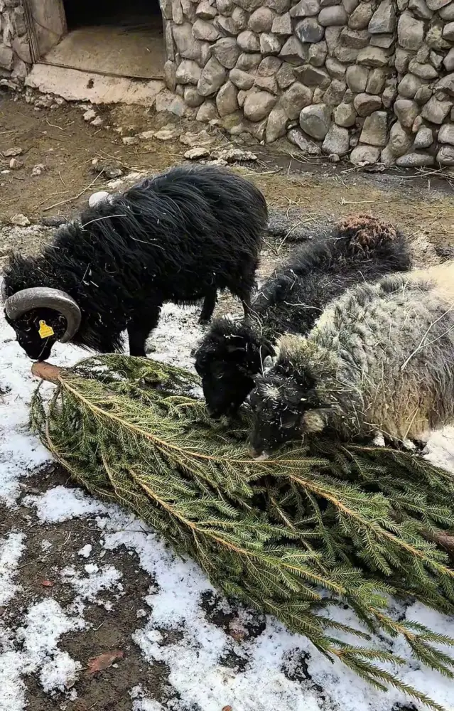 Более 50 алматинцев приняли участие в акции «Сдай ёлку» в зоопарке (4)