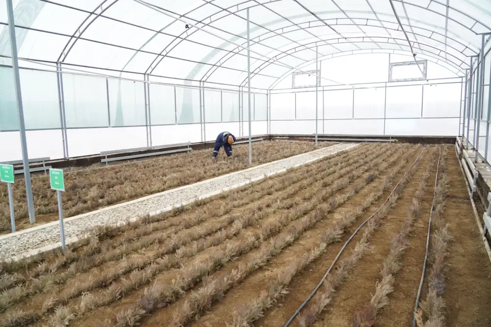 В ТУРКЕСТАНСКОЙ ОБЛАСТИ НА ТЕРРИТОРИИ 10 ГЕКТАРОВ СТРОИТСЯ СОВРЕМЕННЫЙ ПИТОМНИК (2)