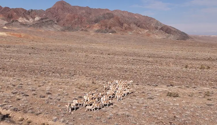 3 фестиваля области Жетісу вошли в cобытийный календарь культурно-туристских мероприятий Министерства туризма и спорта (5)