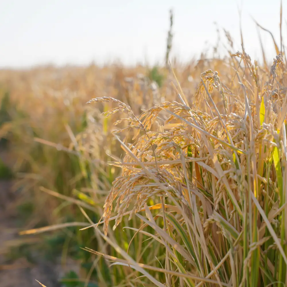 ЭКОНОМИЯ ВОДЫ – ВОПРОС НАЦИОНАЛЬНОЙ БЕЗОПАСНОСТИ: РЕАЛИЗАЦИЯ ПОРУЧЕНИЙ ПРЕЗИДЕНТА В РЕГИОНЕ ПРИНОСЯТ КОНКРЕТНЫЕ РЕЗУЛЬТАТЫ (9)