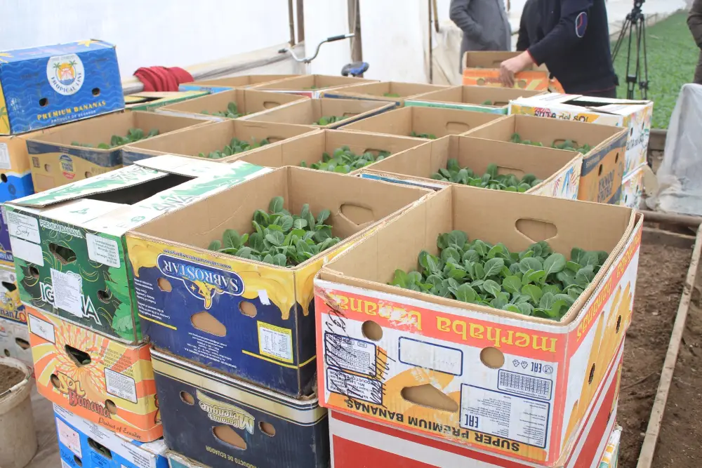 В ТУРКЕСТАНСКОЙ ОБЛАСТИ НАЧАЛАСЬ ПОСАДКА РАННИХ ОВОЩНЫХ КУЛЬТУР (2)