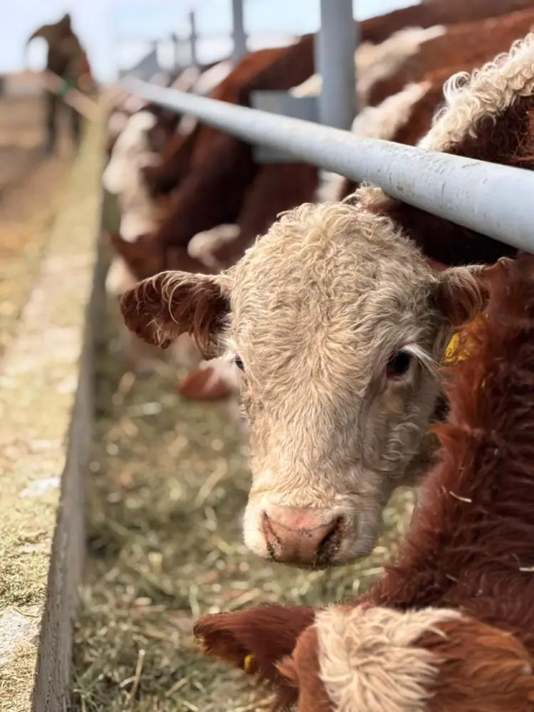 В Аксуатском районе ведется строительство нескольких объектов предпринимательства (2)