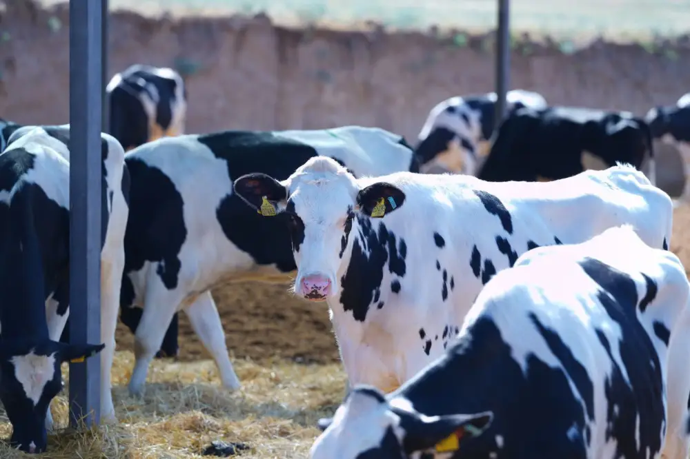 ТУРКЕСТАН: ОБСУЖДЕНЫ АКТУАЛЬНЫЕ ВОПРОСЫ АГРОПРОМЫШЛЕННОГО КОМПЛЕКСА (6)