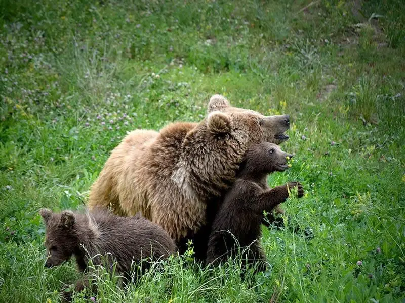 Алматинский зоологический парк объявляет акцию по приёму использованных новогодних ёлок (4)