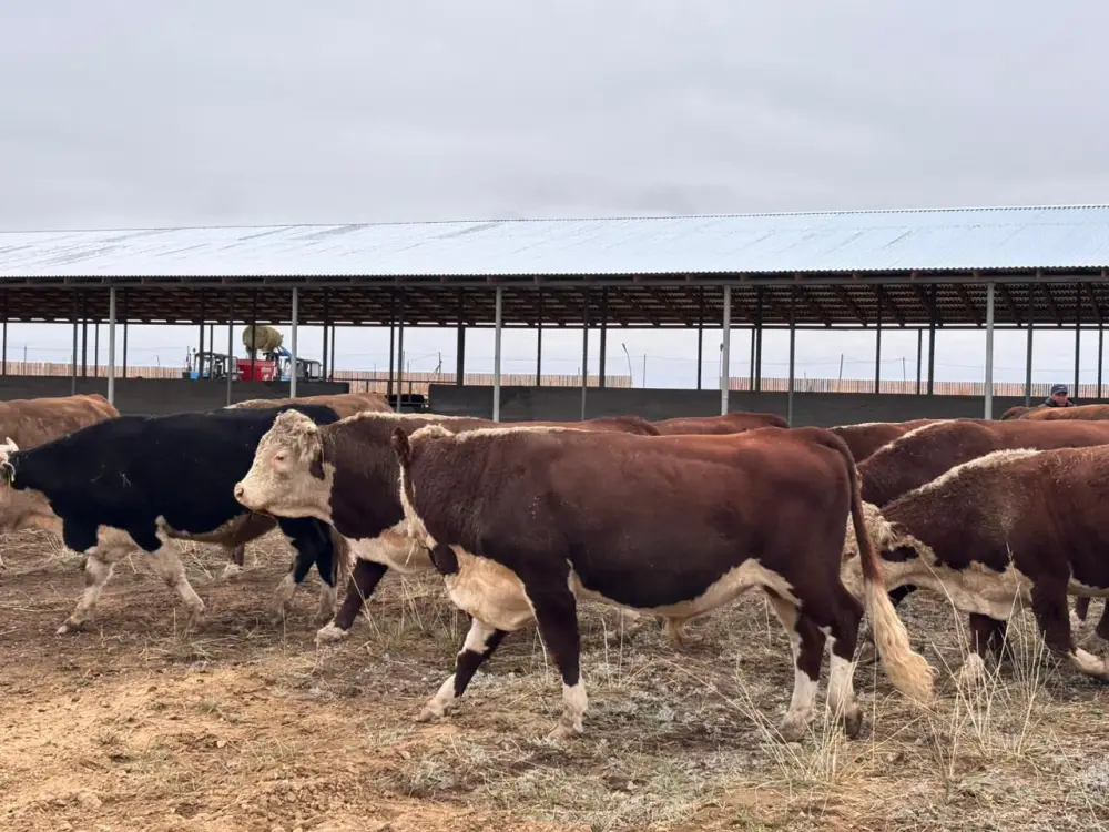 В Аксуатском районе ведется строительство нескольких объектов предпринимательства (3)