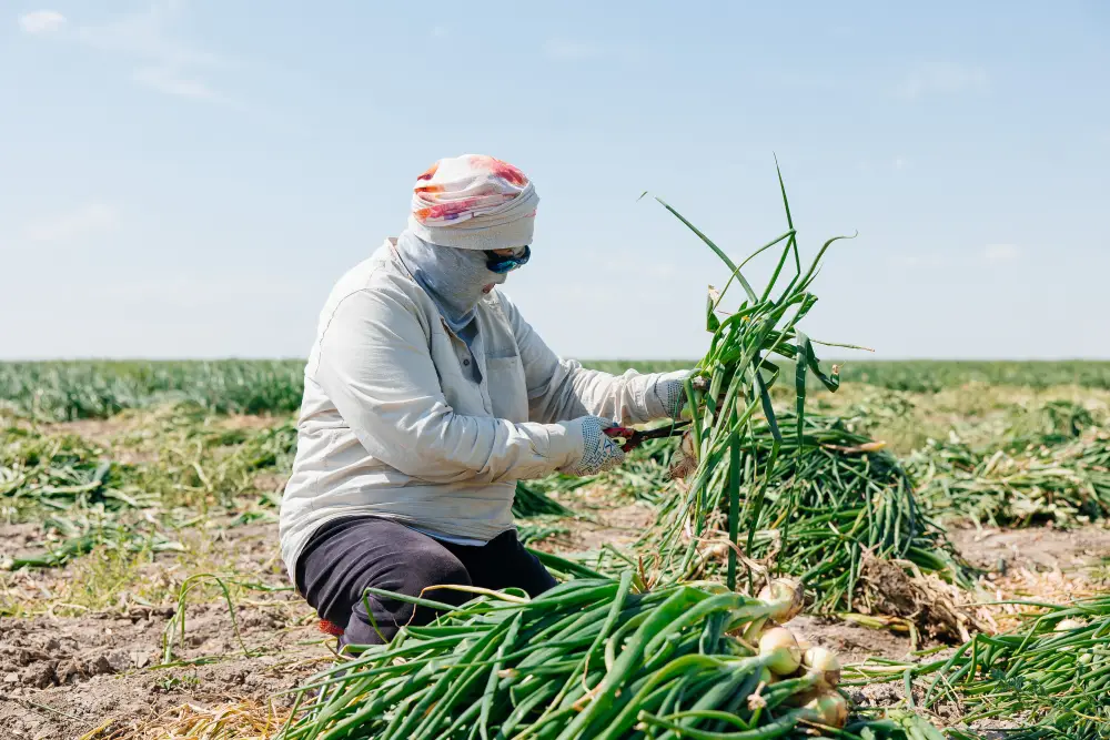 В рамках госпрограмм оказана поддержка 232 хозяйствам, в регионе выросло поголовье скота (3)