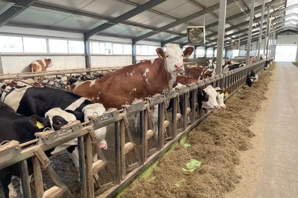 Молочно-товарную ферму на 1200 голов построят в Алматинской области (2)