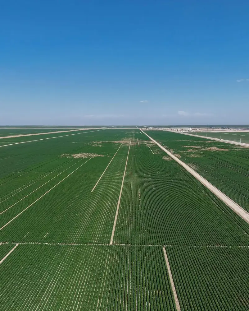 ИТОГИ ГОДА: ТУРКЕСТАНСКАЯ ОБЛАСТЬ СТАЛА ЛИДЕРОМ В РЕСПУБЛИКЕ ПО ОБЪЁМУ СЕЛЬСКОХОЗЯЙСТВЕННОЙ ПРОДУКЦИИ (2)