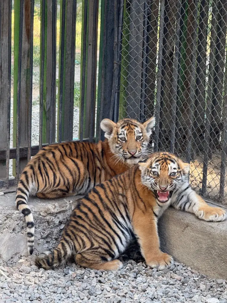 В Алматинском зоопарке увеличилось количество новых видов животных и растёт число посетителей (2)