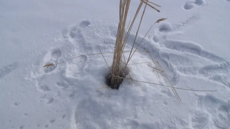 Чтобы рыба пережила зиму: на водоёмах Карагандинской области проводят противозаморные работы (7)