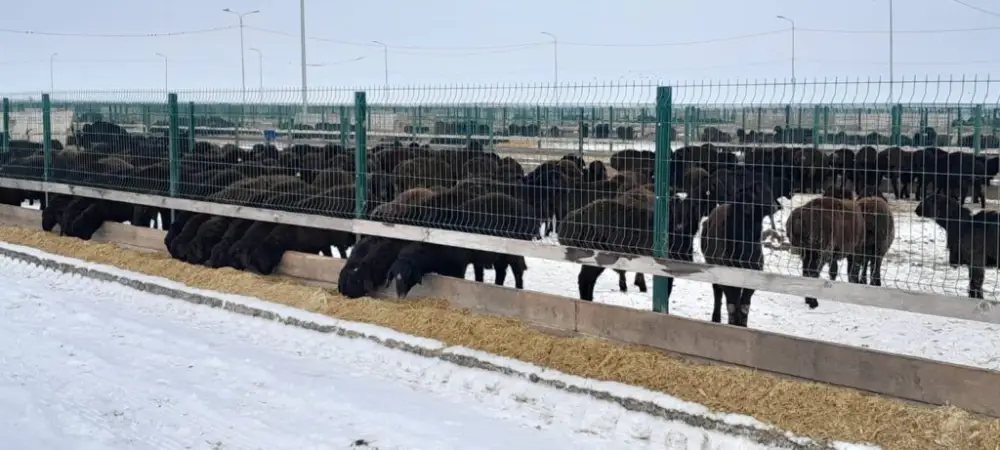 Едильбайская порода овец показала один из самых высоких показателей мясной продуктивности в Казахстане (2)