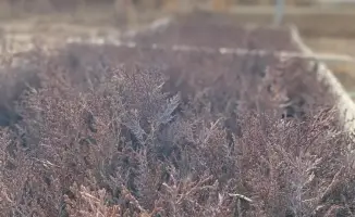 Лесные оазисы Туркестанской области: путь к зелёному будущему