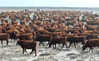 ТУРКЕСТАН: В СУЗАКСКОМ РАЙОНЕ УВЕЛИЧИВАЮТ ПОГОЛОВЬЕ ПЛЕМЕННОГО КРУПНОГО РОГАТОГО СКОТА