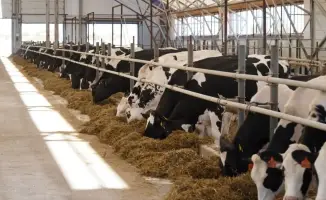 Завод по производству кормов для домашних животных в Алматинской области с инвестициями 88 млрд тенге