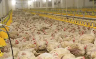 В Карагандинской области открыт птичник с искусственным интеллектом, который улучшает условия для птиц