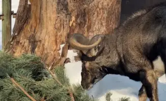 Алматинцы сдали ёлки в зоопарке