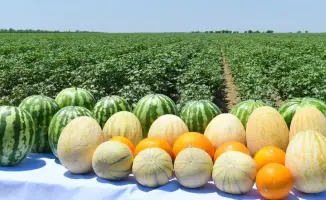 Туркестанская область достигла рекорда в сельскохозяйственном производстве, став лидером в стране