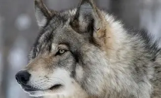 Регулирование популяции волков и шакалов в Казахстане: социальные аспекты и последствия для сельского хозяйства