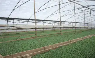 Свежие овощи из Turkestan: первый урожай в апреле!