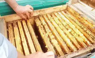 Мед на границе: документы не сладкие!