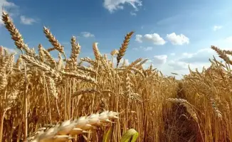 5 проектов по переработке пшеницы и кукурузы мощностью 4,8 млн тонн зерна в год запустят в Казахстане до 2028 года