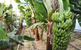 Аким Сарыагашского района ознакомился с тепличным хозяйством, где выращивают бананы сорта «Кавендиш»